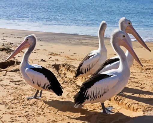 Pelicans At The Beach Paint By Numbers