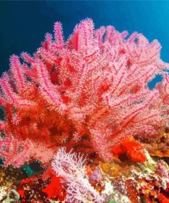 Pink Sea Fan Corals Paint By Numbers