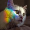 Rainbow Reflection On Cat Paint By Number