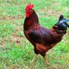 The Rhode Island Red Paint By Numbers