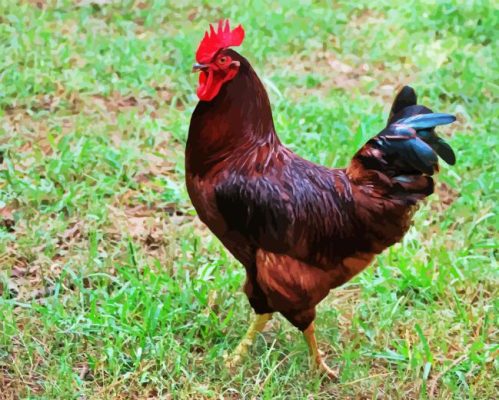 The Rhode Island Red Paint By Numbers