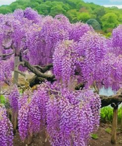 Wisteria Tree Paint By Number