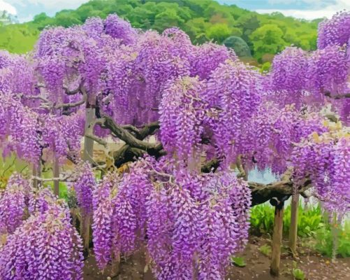 Wisteria Tree Paint By Number