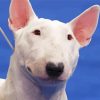 Adorable White Bull Terrier Dog Paint By Number