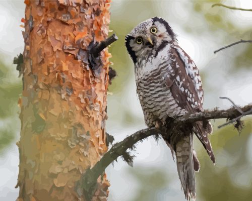 Cute Hawk Owl Paint By Numbers