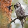 Cute Hawk Owl Paint By Numbers