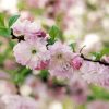 Flowering Almond Tree Paint By Number