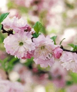 Flowering Almond Tree Paint By Number