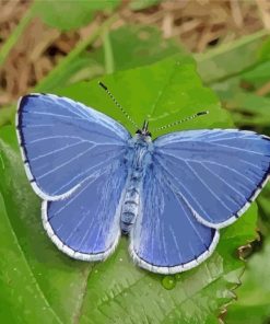 Holly Blue On Green Leaf Paint By Number