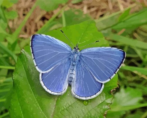 Holly Blue On Green Leaf Paint By Number