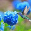 Hummingbird And Blue Hydrangeas Paint By Number