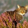 Scottish Wildcat Animal Paint By Numbers