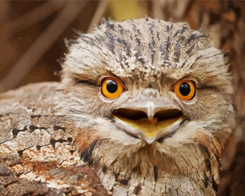 The Frogmouth Paint By Number