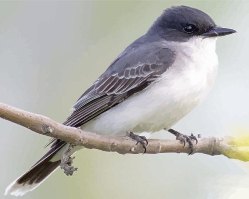 Tyrant Flycatchers Bird On Stick Paint By Number