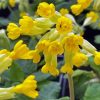 Yellow Cowslips Flowers Paint By Numbers