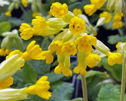 Yellow Cowslips Flowers Paint By Numbers