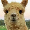 Alpaca Smiling Paint By Numbers