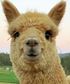 Alpaca Smiling Paint By Numbers