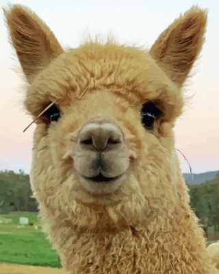 Alpaca Smiling Paint By Numbers