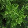 Green Artemisia Paint By Number