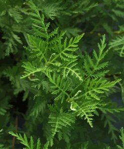 Green Artemisia Paint By Number