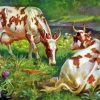 Ayrshire Cows Paint By Number