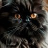 Black Persian Cat Paint By Number