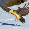 Bearded Vulture Flying Paint By Number