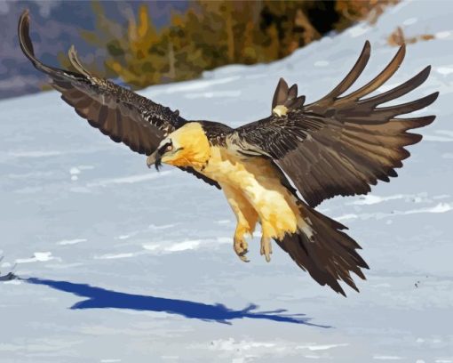 Bearded Vulture Flying Paint By Number