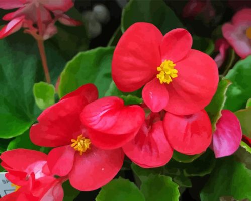 Pink Begonia Flowers Paint By Numbers