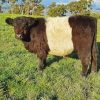 Belted Galloway Paint By Numbers