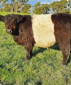 Belted Galloway Paint By Numbers