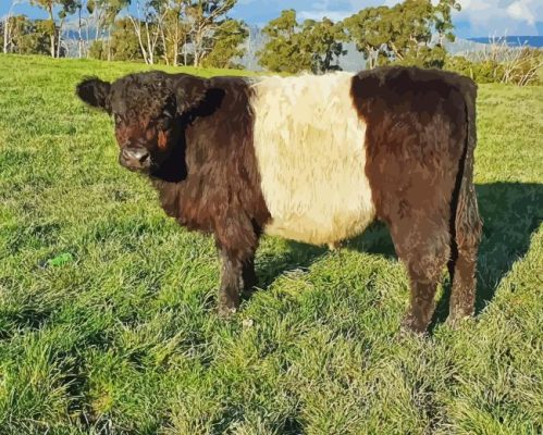 Belted Galloway Paint By Numbers