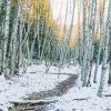 Birch Trees Forest In Winter Paint By Numbers