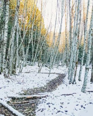 Birch Trees Forest In Winter Paint By Numbers