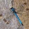 Black And Blue Dragonfly Paint By Number