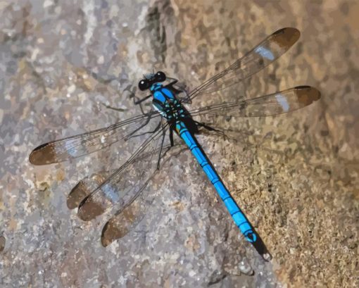 Black And Blue Dragonfly Paint By Number
