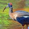 Black Ibis Bird Paint By Numbers