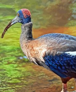 Black Ibis Bird Paint By Numbers