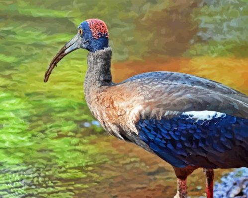 Black Ibis Bird Paint By Numbers