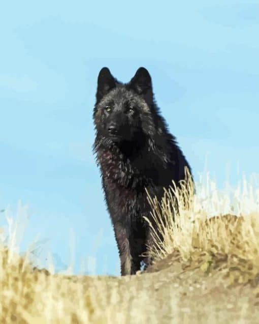 Black Wolf Paint By Numbers