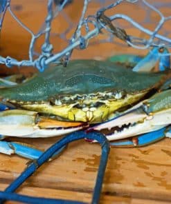 Blue Crab Paint By Numbers