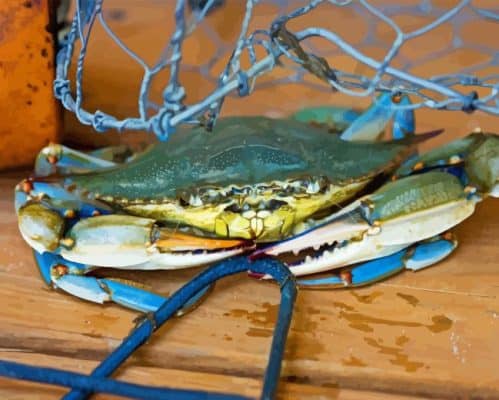 Blue Crab Paint By Numbers