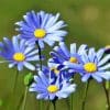 Blue Daisy Flower Paint By Number