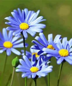 Blue Daisy Flower Paint By Number