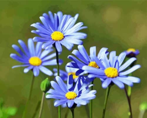 Blue Daisy Flower Paint By Number