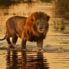 Botswana Lion Paint By Numbers