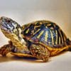 Box Turtle Paint By Numbers