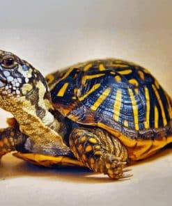 Box Turtle Paint By Numbers