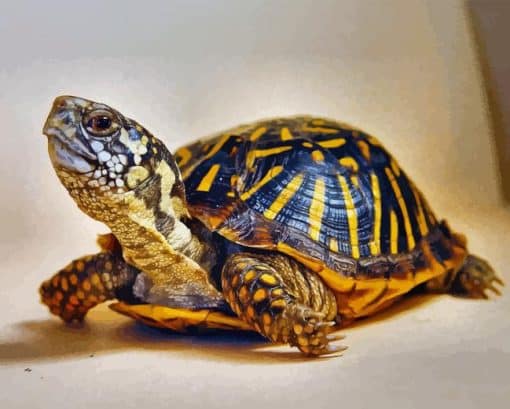 Box Turtle Paint By Numbers